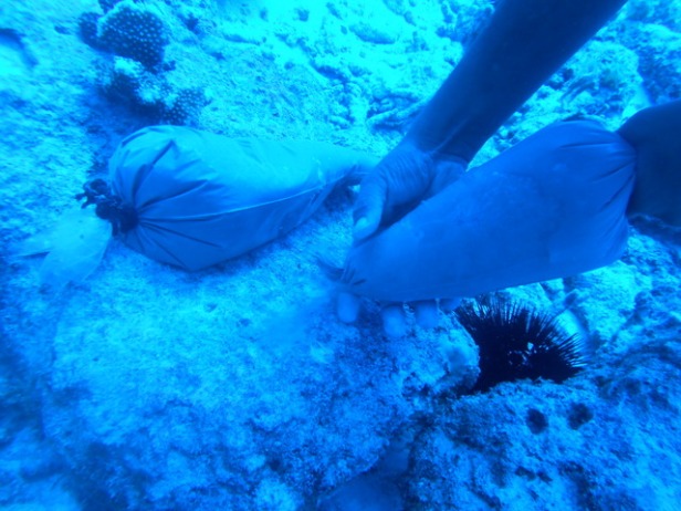 Pose du ciment sous l'eau pour fixer le corail