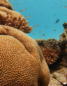 Récif corallien (cerveau de corail)